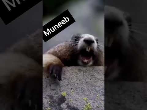 tag muneeb #unfrez #youtubeshorts #ytshorts #shorts #animals #muneeb