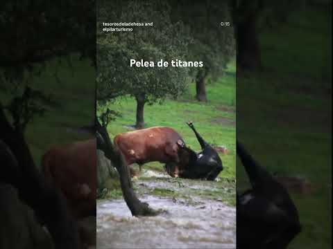 Pelea de titanes en la dehesa #shorts