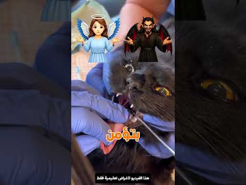 مفاجأة صادمة داخل فم القطة 😱