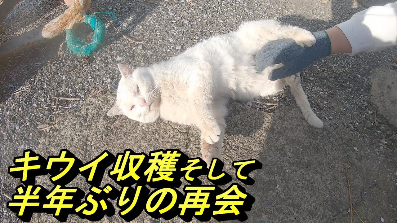 キウイ収穫そして半年ぶりの再会