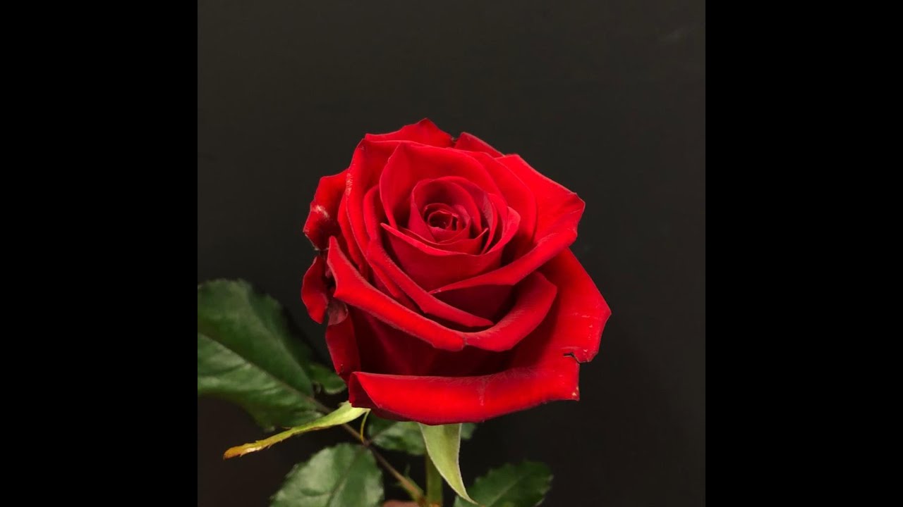 Video thumbnail for Por Una Cabeza ~ Miguel Angel Zotto y Daiana Guspero (Vatican, 2018)