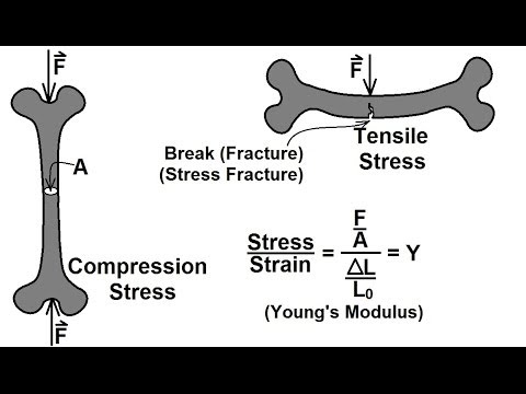 Physics - Mechanics: Stress and Strain (4 of 16) Bone Strength