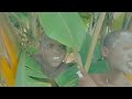 Acam Acuc By Zero Douglas Official Comedy Dance Video