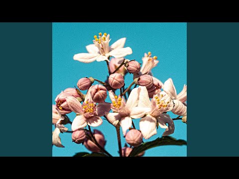 Flower And Willow World