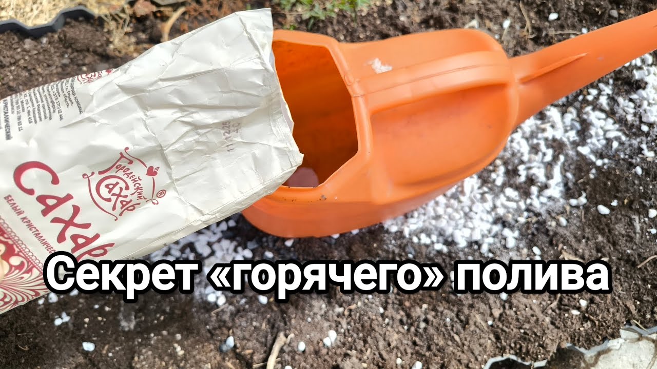 ХВАТИТ ЖДАТЬ! 100% ГАРАНТИЯ: рассада попрет даже в ледяной почве! Секрет «горяч