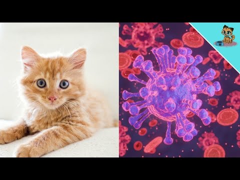 THESE Factors Causes Cancer In Cats (AVOID THEM!)