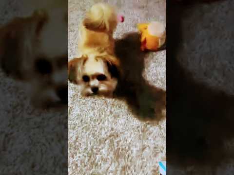 Raseed || Satinder sartaaj || playing || cute dog || Shihtzu || dog breeds #nikki #doglover #shihtzu