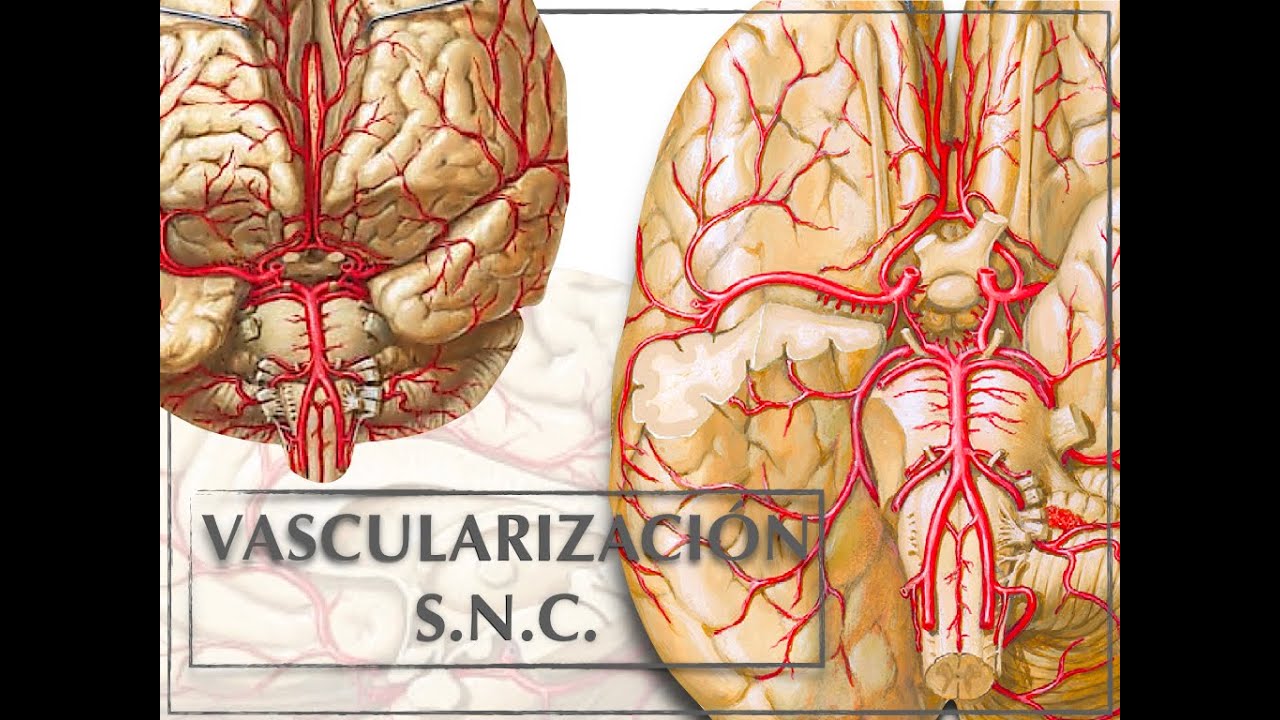 VASCULARIZACIÓN SISTEMA NERVIOSO CENTRAL