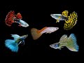 Ikan Hias Yang Mahal Gopi