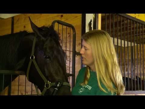 2017 Hambletonian Contenders - Guardian Angel AS