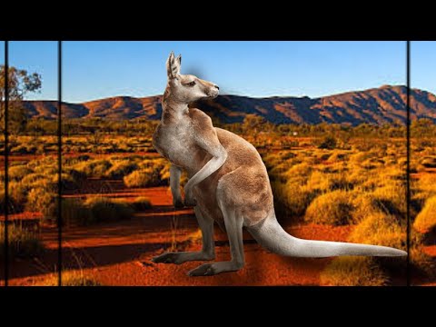 Brazzika - Kanguru feat . Mc Matias