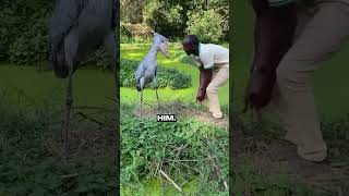 Bow to a shoebill! @:AnkaraliBelgeselci