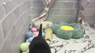 ビーグルの動画01