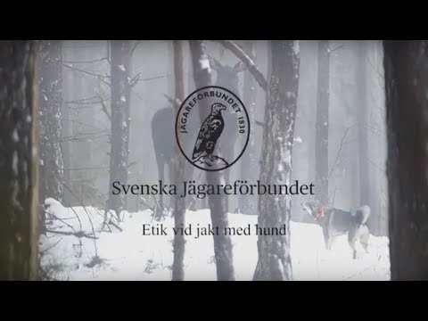 Etik vid jakt med hund - Del 1 - av Svenska Jägareförbundet