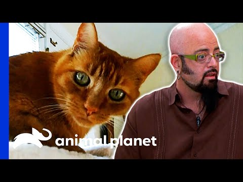 YouTube video about: Will my cat stop meowing after being neutered?