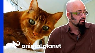 Is This Neutered Cat Producing Testosterone? | My Cat From Hell