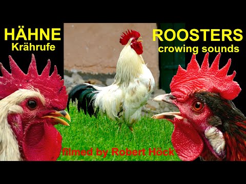 Isbar, Sussex, Brahma, Serama, Cemani, Vorwerk, Bantam -Krährufe der schönsten Hähne im Vergleich