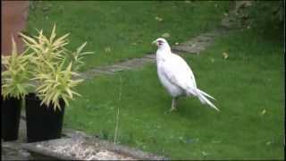 preview picture of video 'White Pheasant in Sicklinghall'
