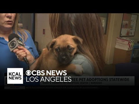 Pups at Riverside shelter in need of a loving home