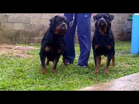 The Rottweiler, A DANGER IN THE NIGHT