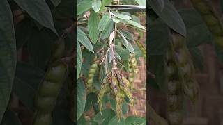 Download lagu Panen kacang gude #shorts #panen #berkebun #gardening mp3