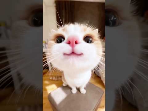 Top 5 Cat Breeds Ranked by Personality