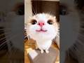 Top 5 Cat Breeds Ranked By Personality