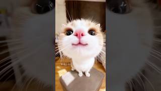 Top 5 Cat Breeds Ranked by Personality