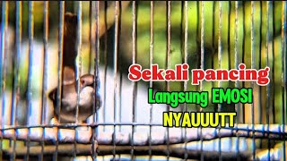 Download lagu Ciblek Gacor penuh EMOSI Ciblek pendiam dan tak ada birahi seketika langsung nyaut  mp3