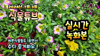 2024년 7월 3일  예쁜식물들 보면서 랜선으로 아이쇼핑하면서  수다즐겨봐요. #양재꽃시장 #식물튜브 #식…