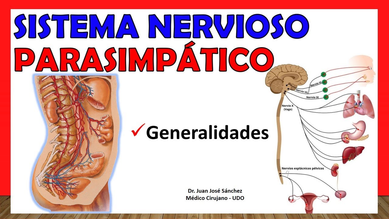 🥇 SISTEMA NERVIOSO PARASIMPÁTICO , Generalidades. ¡Explicación Sencilla!
