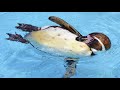 Baby Tv Animals Penguins Tjoektjoek