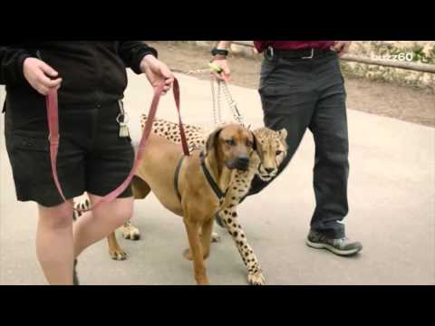 Cheetah and dog race in epic video to see who's faster