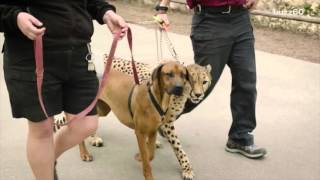 Cheetah and dog race in epic video to see who's faster