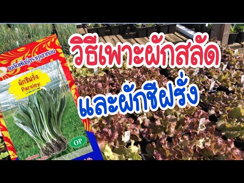 เพิ่มร่างกายของสมาชิก อาหารเพิ่มความแข็งแรงของผู้ชาย