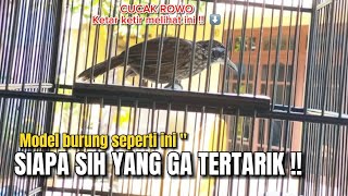 Download lagu IDOLA BANGET‼️WAJAR SIH JIKA BURUNG INI JADI ALTERNATIF SELAIN CUCAK ROWO‼️ mp3