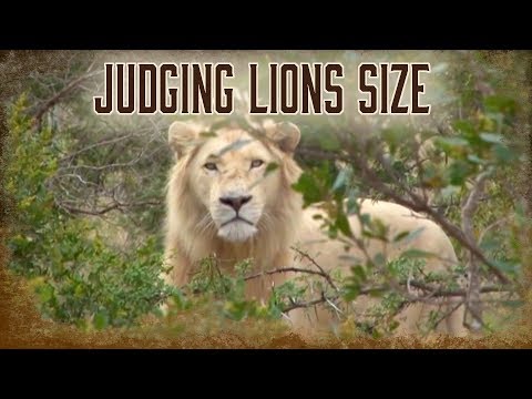 image-What is the largest male lion ever recorded?