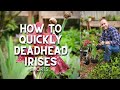 😮How To Quickly Deadhead Irises - #Shorts