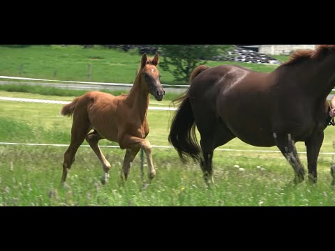 *2021 Hengst von Vivino - Brentano II