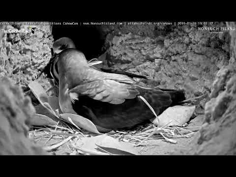 Male Cahow returns after only 2 days 1/26/19