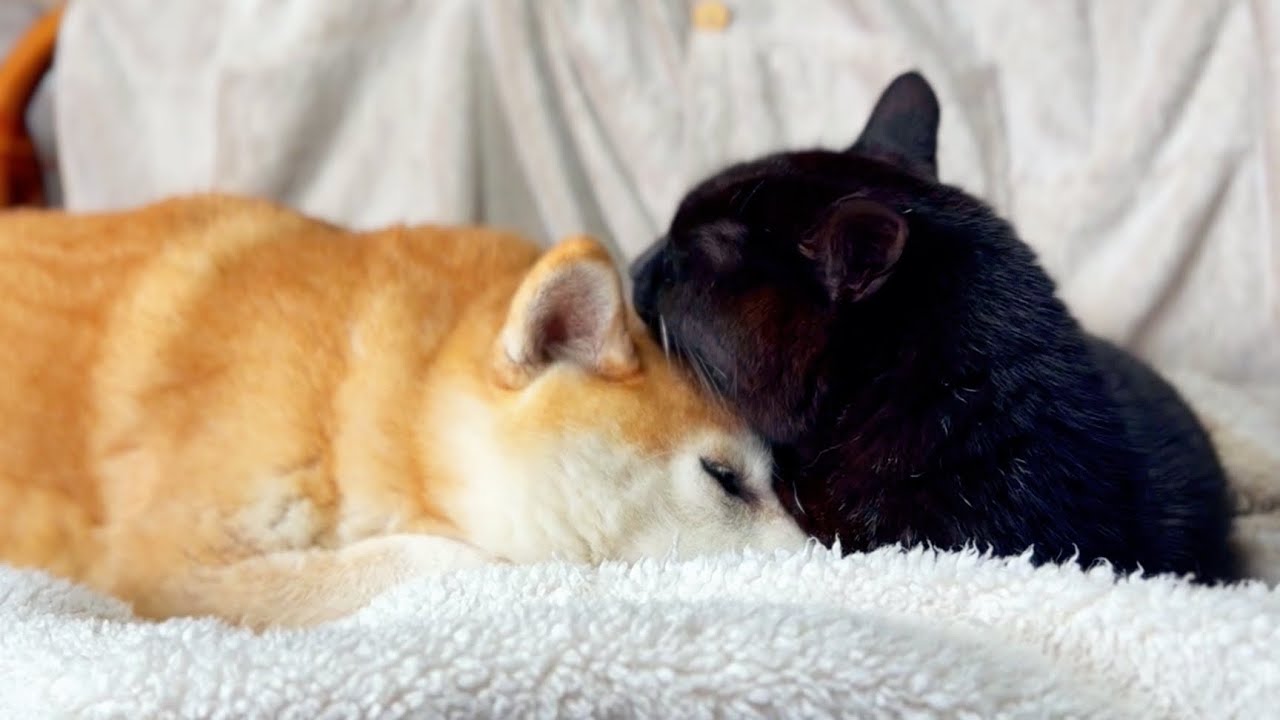 大人になった猫と赤ちゃん返りの柴犬　The Cat Grew Up… The Shiba Became a Baby