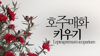 호주매화 키우기(겨울 꽃 식물) Leptospermum scoparium. 226화 #해맑은TV