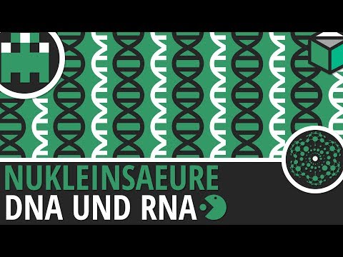 Nukleinsäuren DNA und RNA einfach erklärt│Biologie Lernvideo [Learning Level Up]