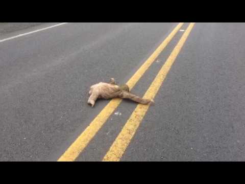 Faultier bedankt sich nach Rettung