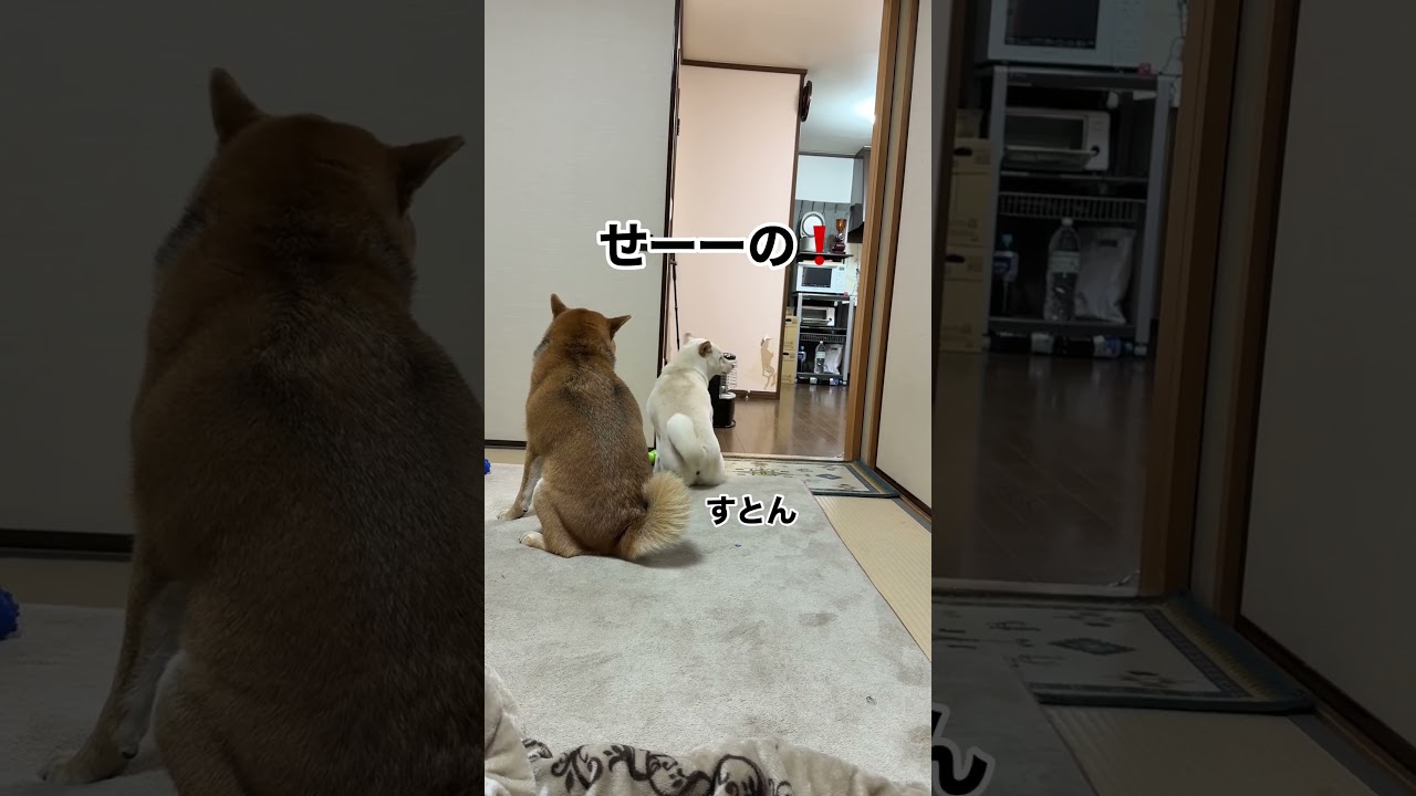 犬の雑学‼️犬のカキカキはストレスサイン？🤬‼️＃息を合せて#シンクロ#本当に痒い時のカキカキより激しくて長いからわかりやすい＃白柴と赤柴のストレス原因一位は運動（遊び）不足＃柴犬＃多頭飼い#dog