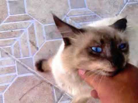 Petting a Stray Cat in the Street [Part II]