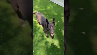Video preview image #1 Huskies -Labrador Retriever Mix Puppy For Sale in Huntley, IL, USA