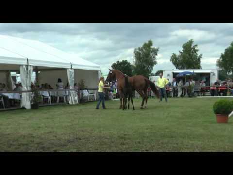 Sudweyher Fohlenschau 2012 - Kat.-Nr. 52