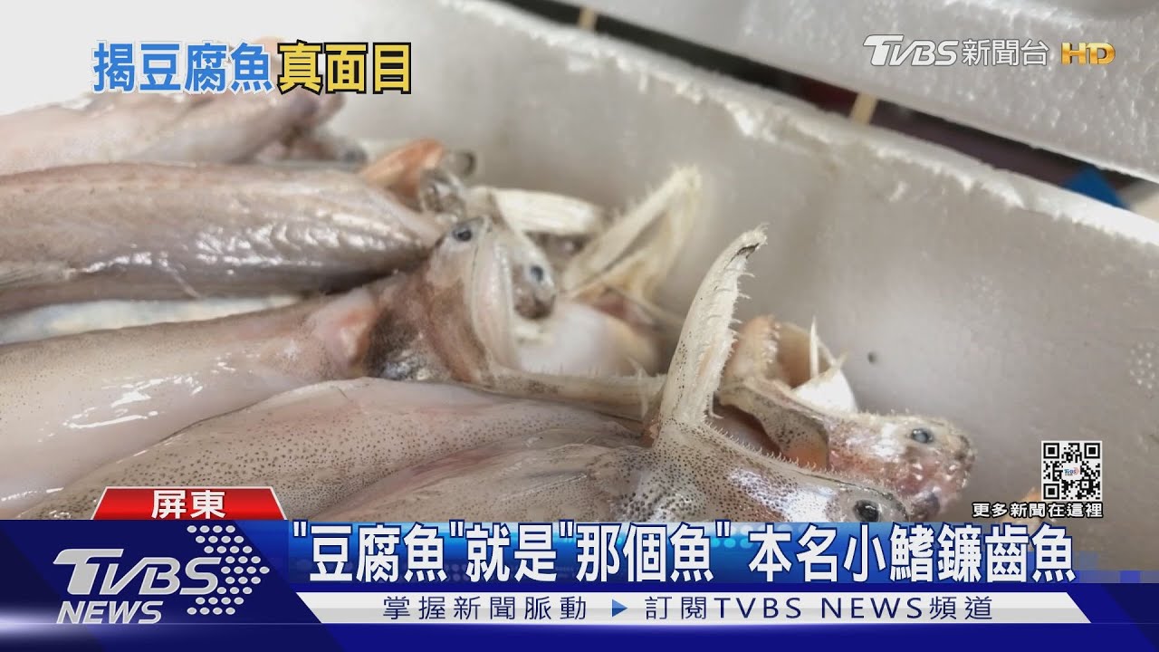 楊丞琳吃的「豆腐魚」就是「那個魚」 本名小鰭鐮齒魚