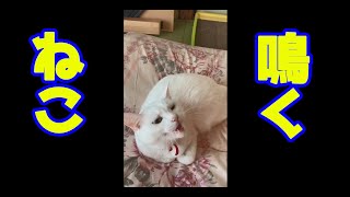 ねこ、撫でられて鳴く